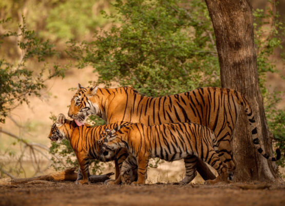Beautiful tiger in the nature habitat. Tiger pose in amazing light. Wildlife scene with wild animal. Indian wildlife. Indian tiger. Panthera tigris tigris. Royal bengal tiger in the nature habitat. Tiger pose during amazing light. Wildlife scene with danger animal. Hot summer in India. Dry area with beautiful indian tiger. Panthera tigris tigris.
