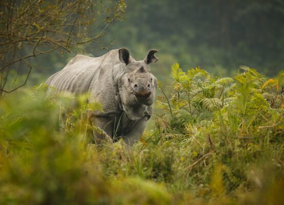 indian-rhinoceros-asia-indian-rhino-one-horned-rhinoceros-unicornis-with-green-grass indian-rhinoceros-asia-indian-rhino-one-horned-rhinoceros-unicornis-with-green-grass